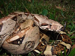 Boa constrictor imperator heeft lichtbruine kleur en donkere vlekken,