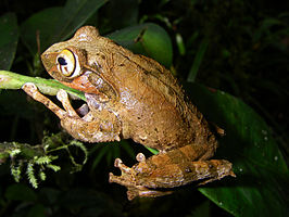 Boophis reticulatus