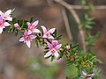 Boronia boliviensis (VU, NSW)