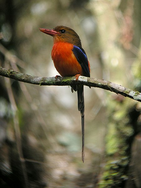File:Brown-headed Paradise-Kingfisher.jpg