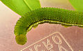 Caterpillar, 4th instar