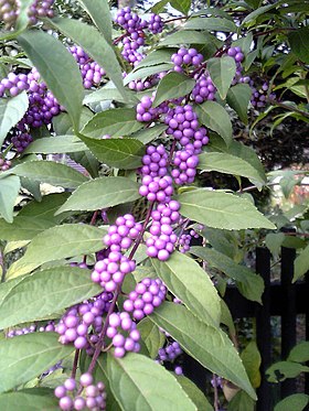 Callicarpa japonica