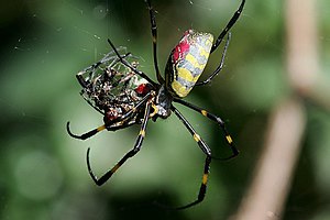 Nephila sp. consuming a conspecific (member of the same species) Cannibalization(silk spider).jpg