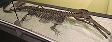 Skeleton of Champsosaurus, a choristodere, the latest surviving order of extinct reptiles. The last known choristoderes are known from the Miocene, around 11.3 million years ago Champsosaurus natator.jpg