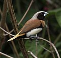 Chestnut-breasted munia