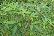Clethra barbinervis (Blätter)