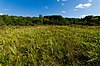 Clover Valley Fen.jpg