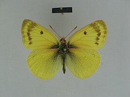 Colias sieversi