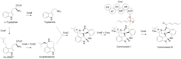 Biosynthesis of communesin B. Reproduction of Figure 18 from Wei X, Wang W, Matsuda Y (2002). [4]