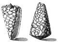 The shell of Conus marmoreus from Index Testarum Conchyliorum (1742) by Niccolò Gualtieri