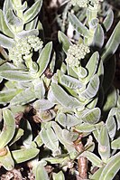 Crassula garibina