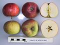 Beauty of Bath (LA 63A) apple, cross-sectioned