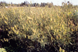 Crotalaria ochroleuca