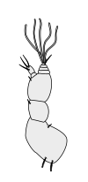 Crustacean antenna - Decapoda Megalopa 1st-antenna.svg