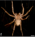 The spider Cupiennius salei - Did you know on the English Wikipedia on September 25.