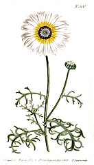 Illustration of Ismelia carinata