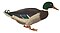 Cuvier-97-Canard colvert.jpg