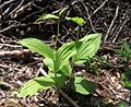 Řasnaté listy Cypripedium calceolus