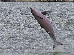 Hoppande delfin i Orinocofloden som borde vara Sotalia guianensis.
