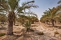Plantation de palmiers dattiers (Qatar)