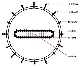 Схема строения вириона вируса гепатита дельта