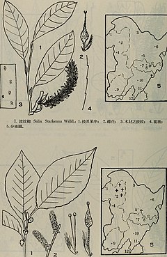 Description de l'image Dong bei mu ben zhi wu tu zhi (1955) (20805633159).jpg.
