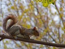 Eastern gray squirrel