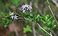 Ehretia rigida subsp. nervifolia