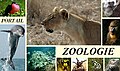 En-tête Portail Zoologie