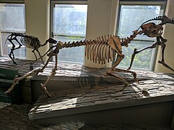 Epicyon haydeni skeleton.jpg