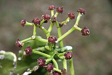 Euphorbia tanaensis