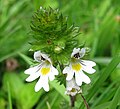 Euphrasia officinalis