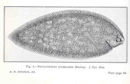 Phyllichthys sclerolepis