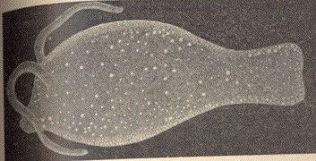 Dessin de Phylliroe bucephala