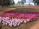 Floriade, Canberra, 2005