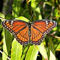 Limenitis archippus (viceroy) Adult, dorsal view.