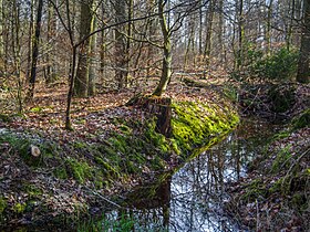 Image illustrative de l’article Forêt de Haguenau