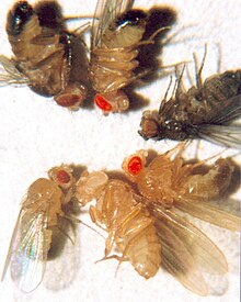 D. melanogaster multiple mutants (clockwise from top): brown eyes and black cuticle (2 mutations), cinnabar eyes and wildtype cuticle (1 mutation), sepia eyes and ebony cuticle, vermilion eyes and yellow cuticle, white eyes and yellow cuticle, wildtype eyes and yellow cuticle. Fruit Fly Eye Colors.jpg