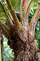 Detail of trunk