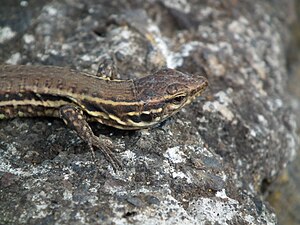 08/01: Un llangardaix de la Palma (Gallotia galloti palmae) femella a El Paso (La Palma), Illes Canàries