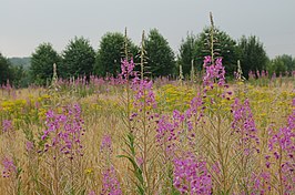 Kapvlakte met wilgenroosje