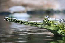 The threatened تمساح پوزه‌باریک گنگی (Gavialis gangeticus) is a large fish-eating تمساح‌سانان found in the گنگ (رود)