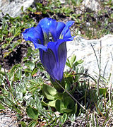 Photographie d'une fleur qui a une corolle gamopétale bleu foncé, un feuillage très discret en rosette basilaire, implantée dans une prairie verdoyante.