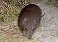 Gilbert's potoroo