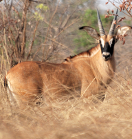 Bastergemsbok