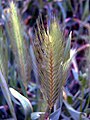 Hordeum murinum