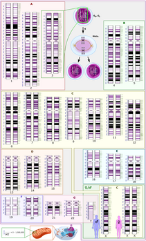 Caryogramme schématique décrivant les vingt-trois paires de chromosomes d'un être humain. (définition réelle 13 887 × 22 956)