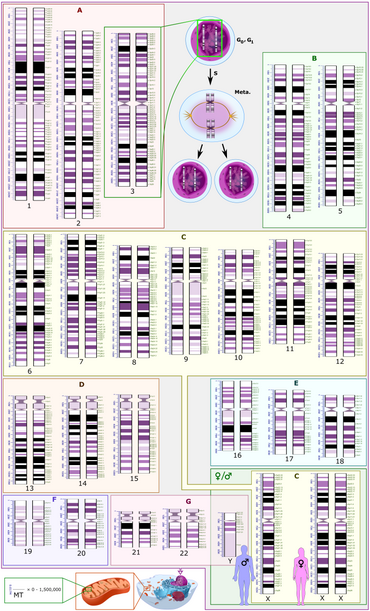 Schematic karyogram of a human. Even at low magnification, it gives an overview of the human genome, with numbered chromosome pairs, its main changes during the cell cycle (top center), and the mitochondrial genome to scale (at bottom left). See section text for more details. Human karyotype with bands and sub-bands.png