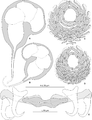 Male copulatory organ and squamodiscs