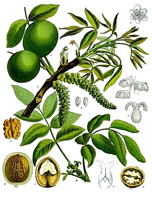 (Echt) Walnöd (Juglans regia), tiaknang